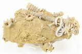 Miniature Fossil Cluster with Spiny Urchin (Polydiadema) - France #254087-1